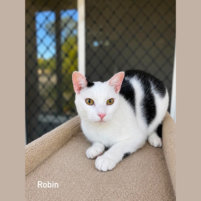 Photo of Robin