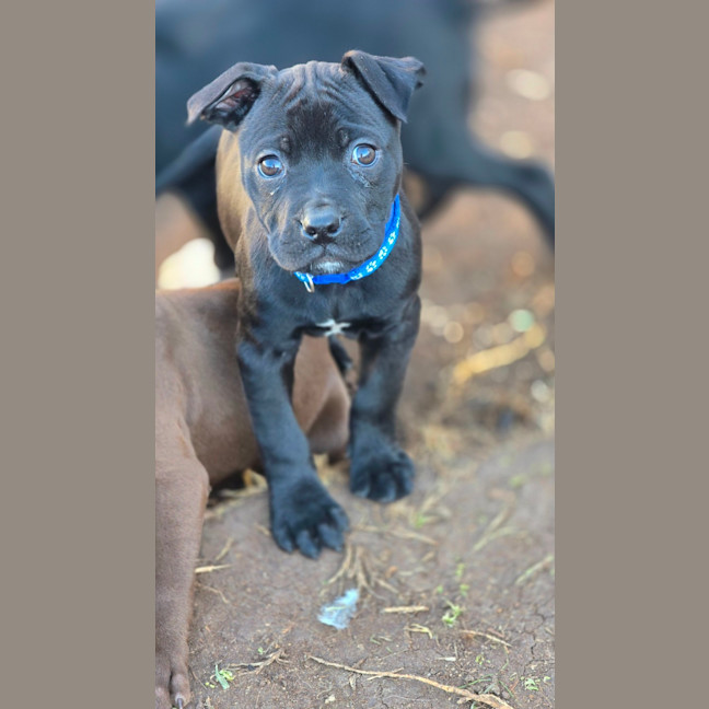 Photo of Rumble