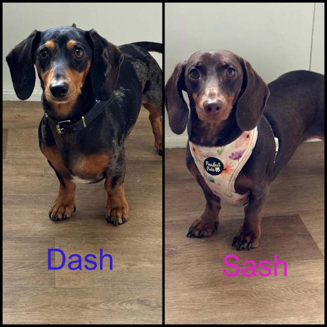 Photo of Dash And Sash