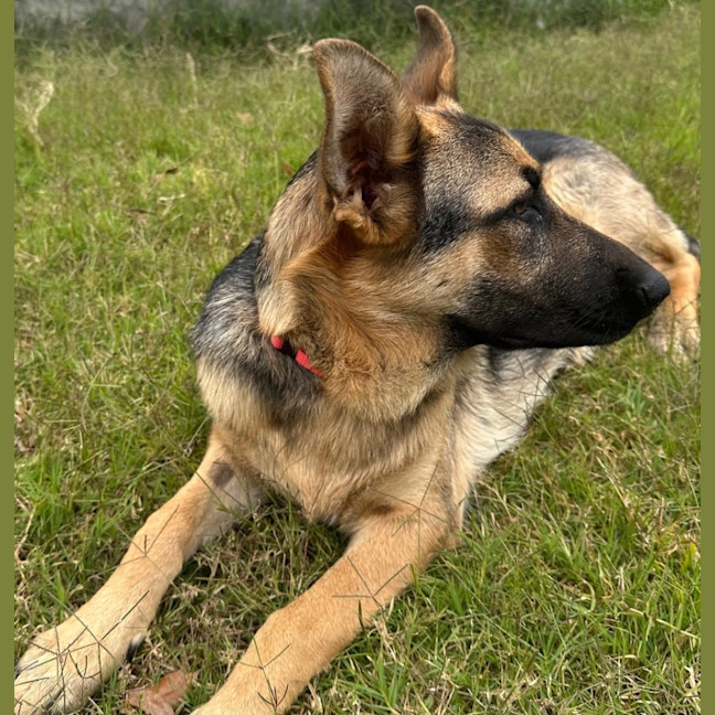 Photo of Gidget