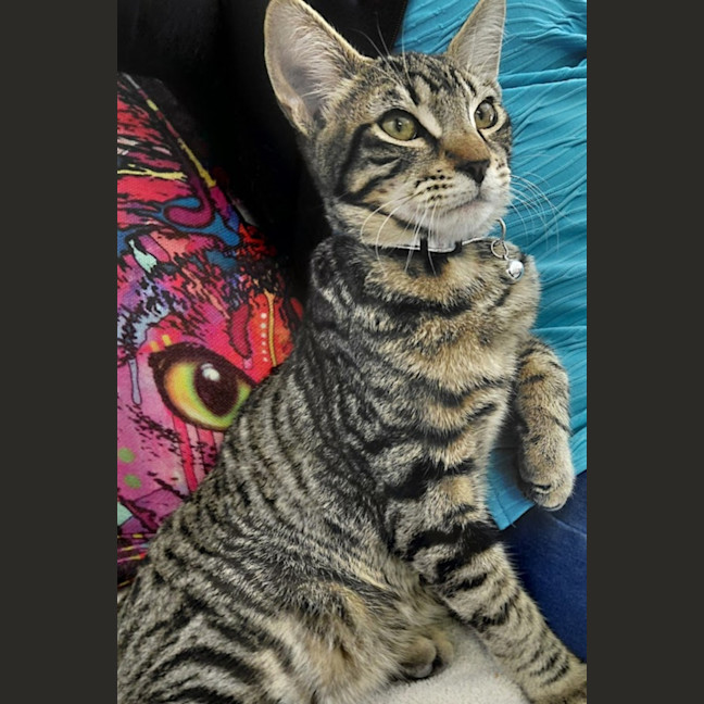 Photo of Mufasa