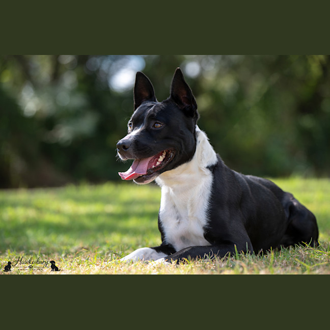 Photo of Lucky