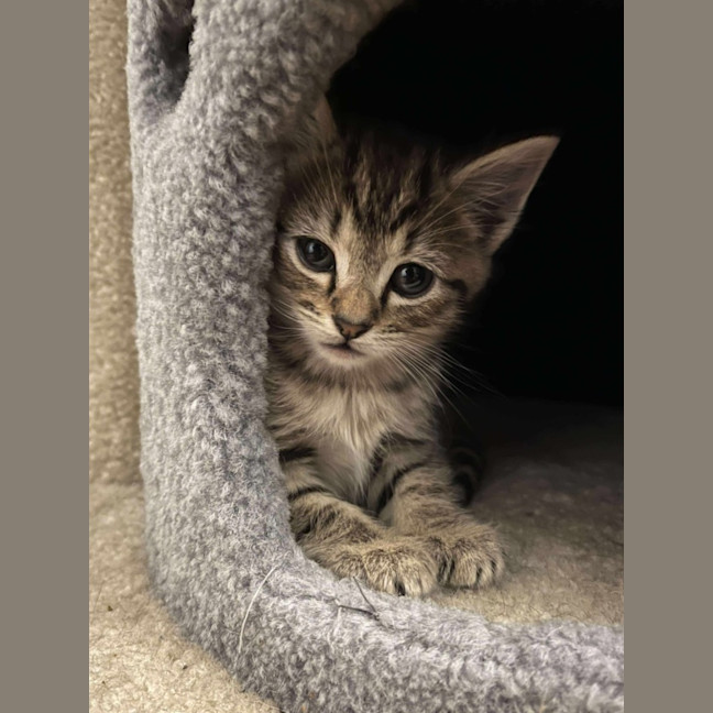 Photo of Millie