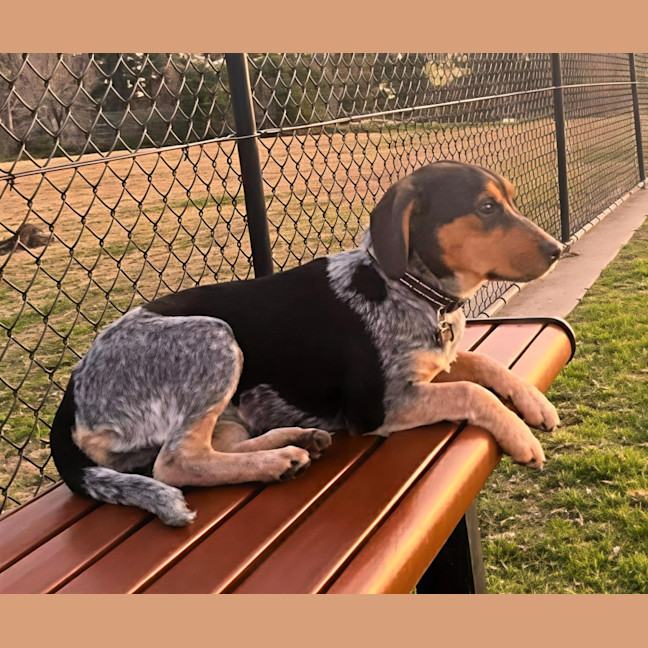 Photo of Mini   3 Year Old Beagle X Cattle Dog