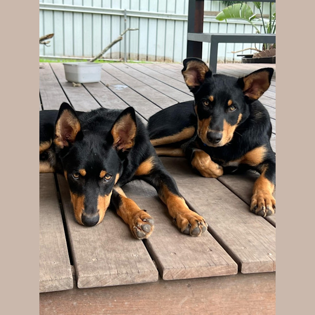 Photo of Chip   6 Month Old Kelpie X (Trial)