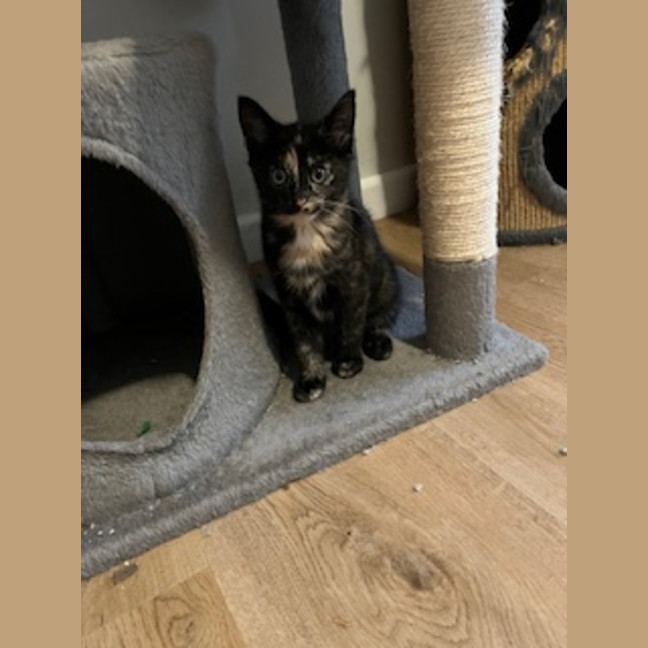 Photo of Millie   Located In Casterton