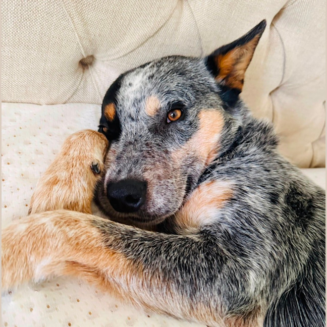Photo of Apollo
