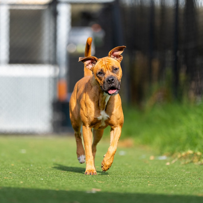 Photo of Monkey Imp 2491