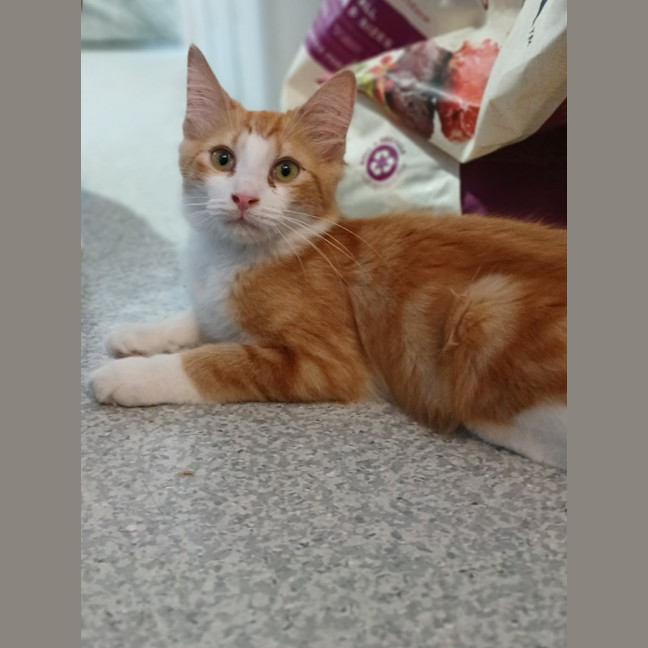 Photo of King Louie *9 Lives Project Rescue*