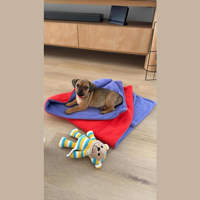 Photo of Banks   8 Week Old Dachshund X Pug