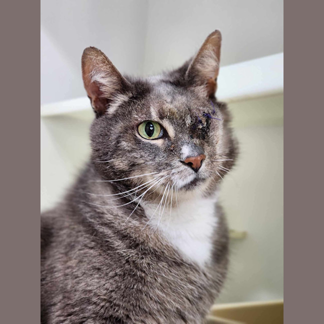 Photo of 🥗 Popeye 5839 🥗