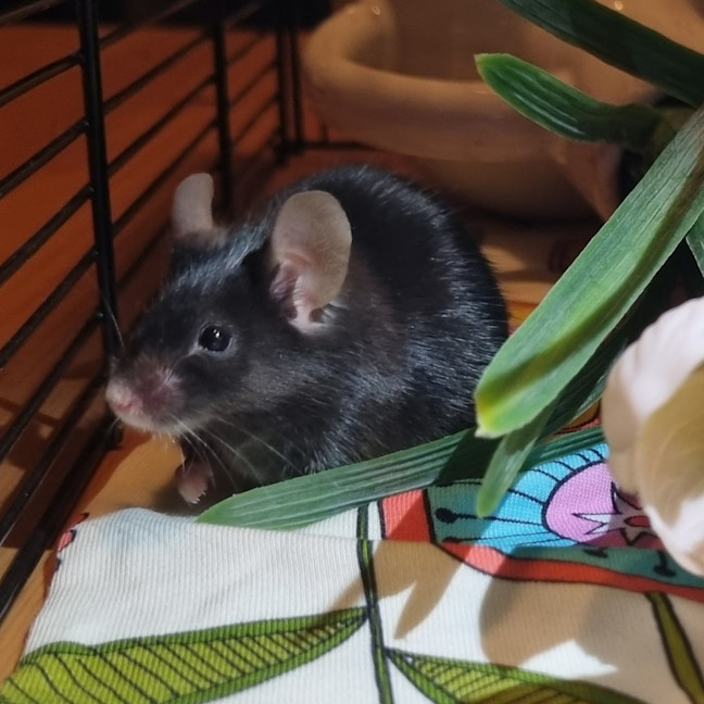 Photo of Tulip