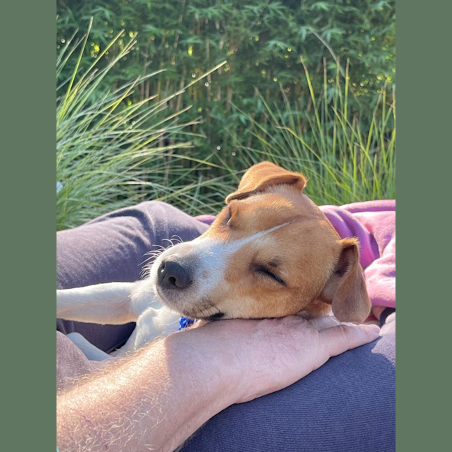 Photo of Dale   18 Month Old Jack Russell 