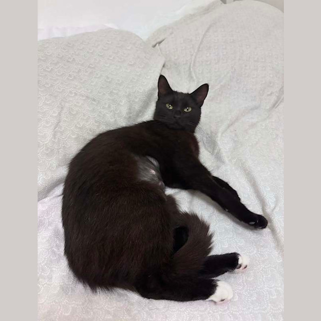Photo of Soxie