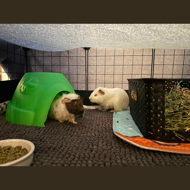 Photo of Rufus & Ringo