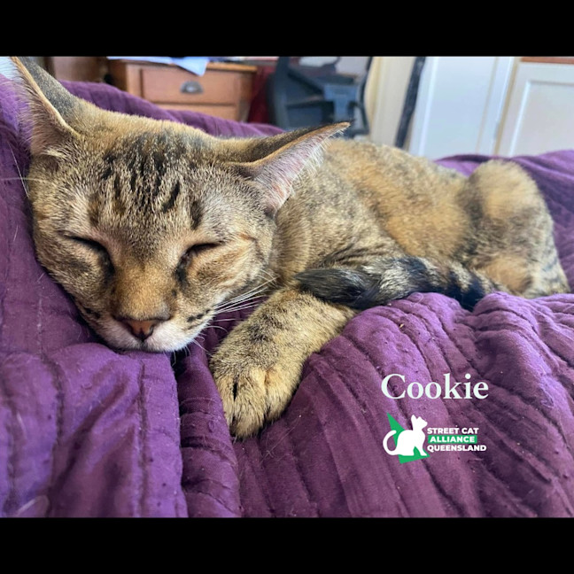Photo of Cookie