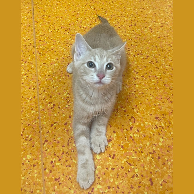 Photo of Dusty