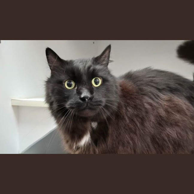 Photo of Domino