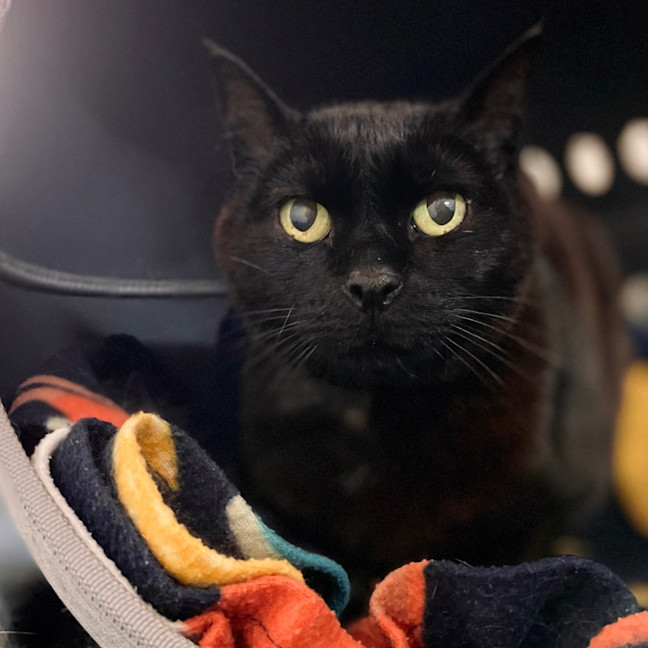 Photo of Buka   Burnie