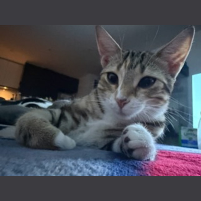 Photo of Peanut *9 Lives Project Rescue*