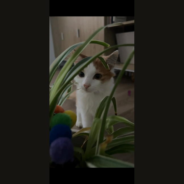 Photo of Simba