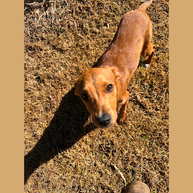 Photo of Toffee