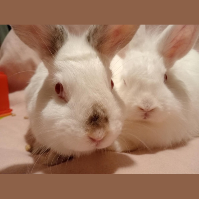 Photo of Blizzard & Odette 