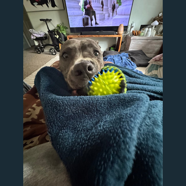 Photo of Shylo   1 Year Old American Staffy X