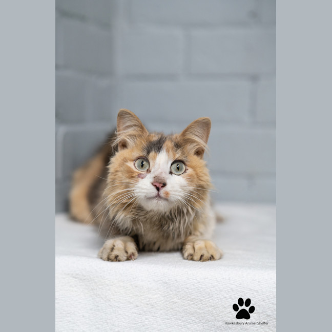 Photo of Princess
