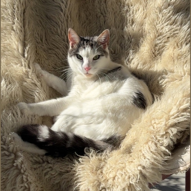 Photo of Finn