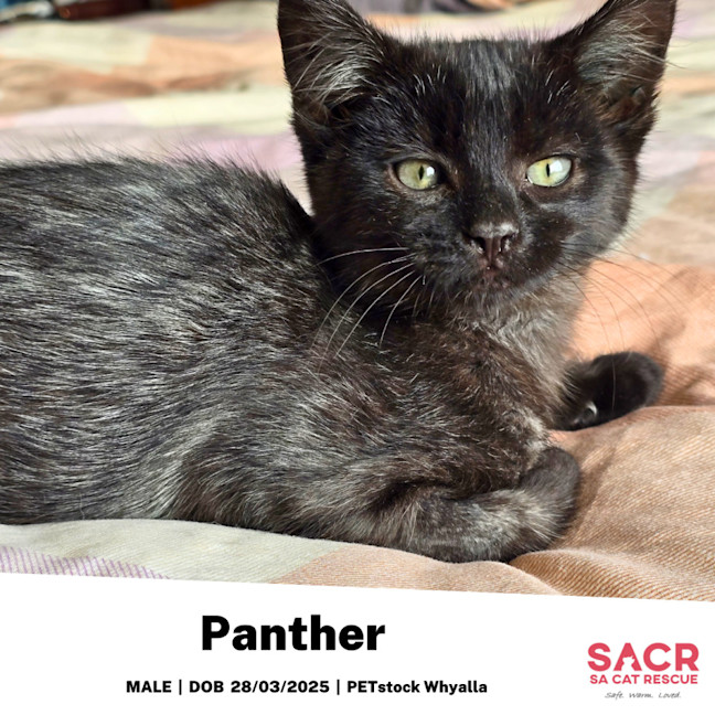 Photo of Panther