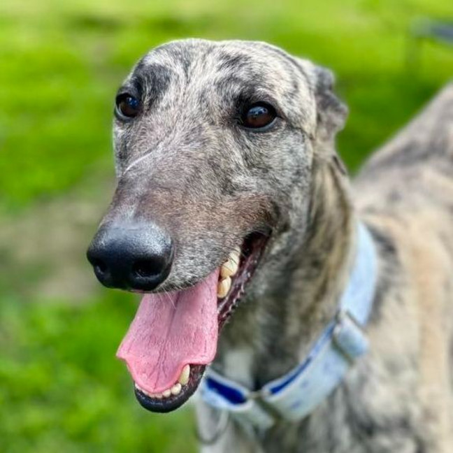 Photo of Wishbone The Greyhound
