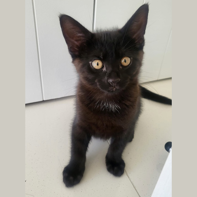 Photo of Mr Percival
