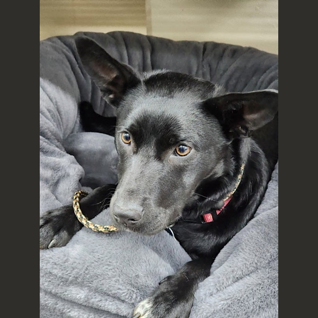 Photo of Yoda