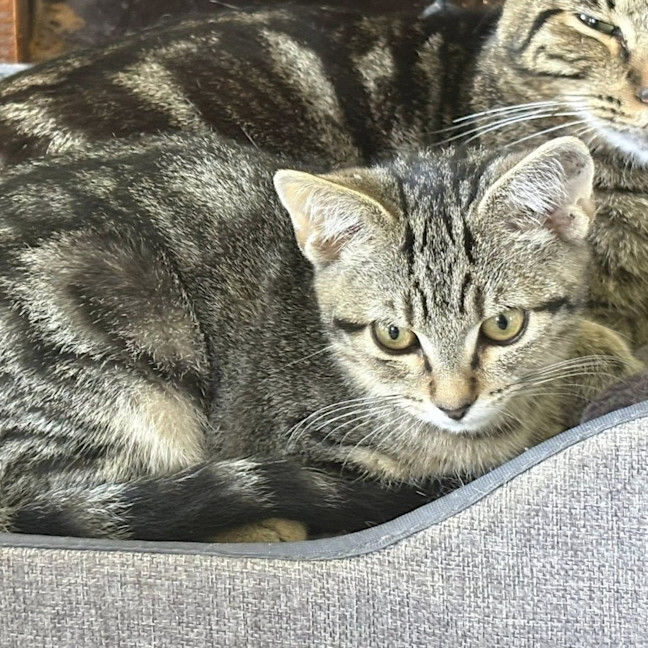 Photo of Tabitha