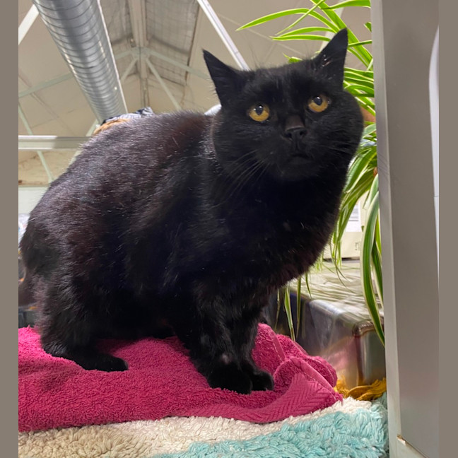 Photo of Coal