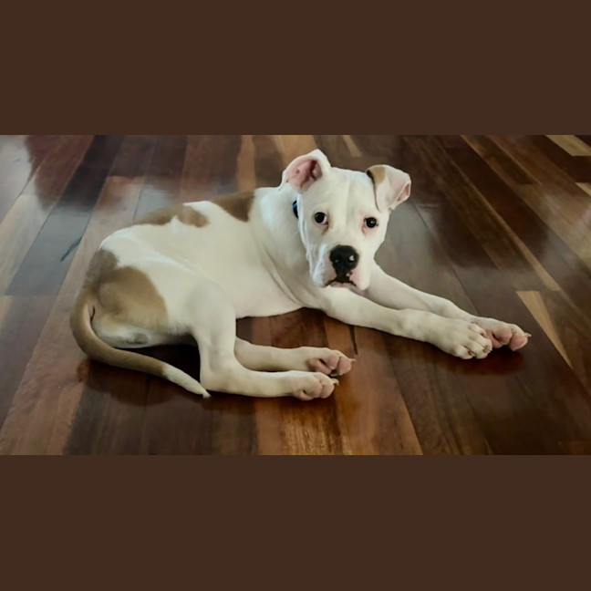 Photo of Moby   12 Week Old American Bulldog X