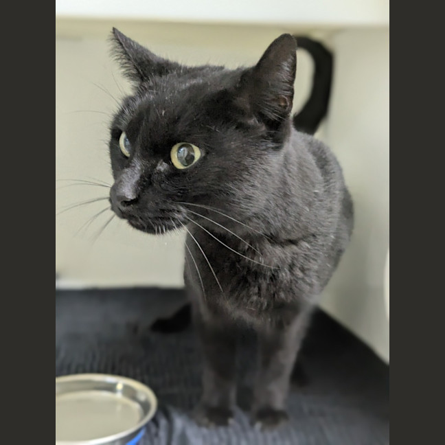 Photo of 🌮 Frankie 6184 🌮