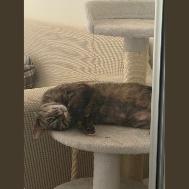 Photo of Pixie