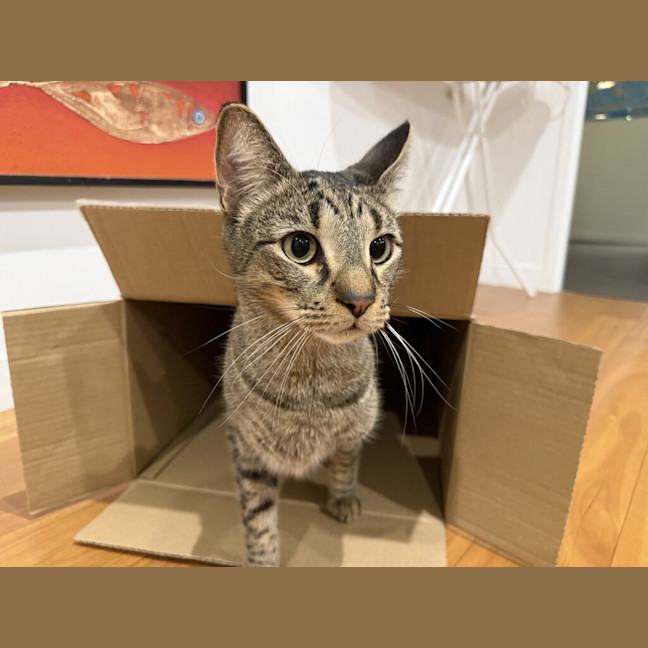 Photo of Tigga