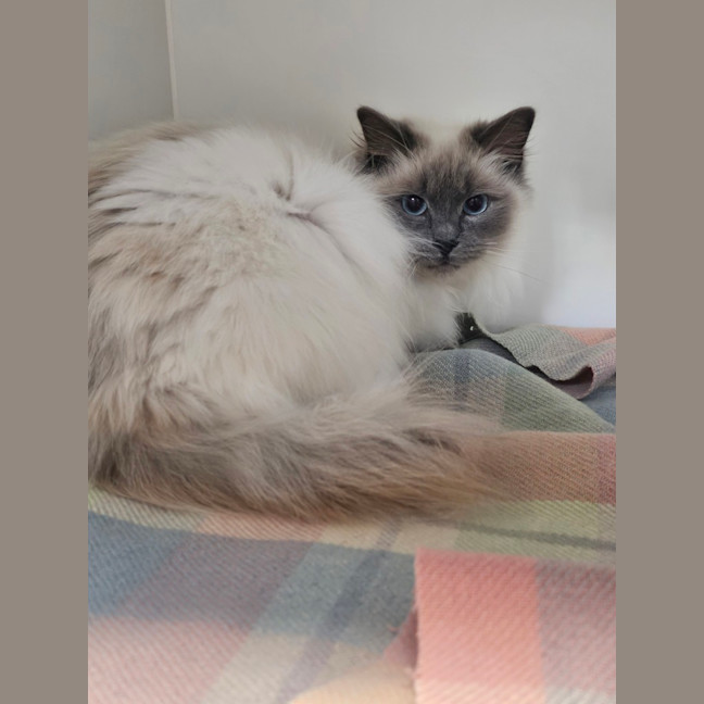 Photo of Rosie 