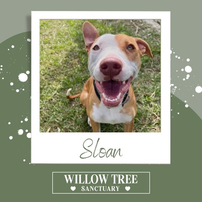 Photo of Sloan