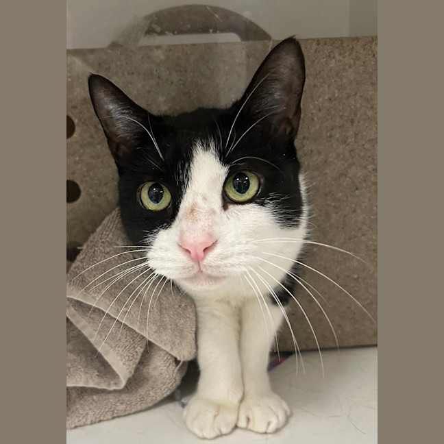 Photo of Patch