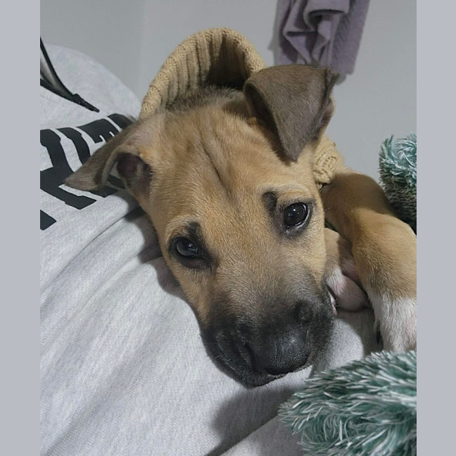 Photo of Reggie