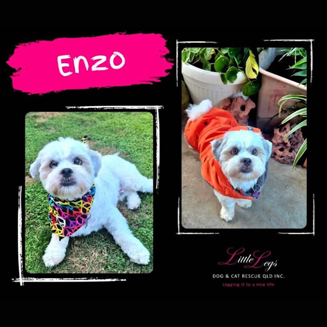 Photo of Enzo