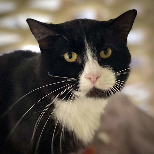 Photo of Bolt