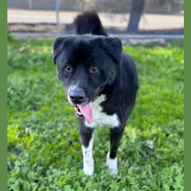 Photo of Zorro