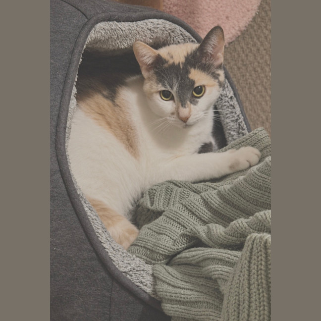 Photo of Lily 