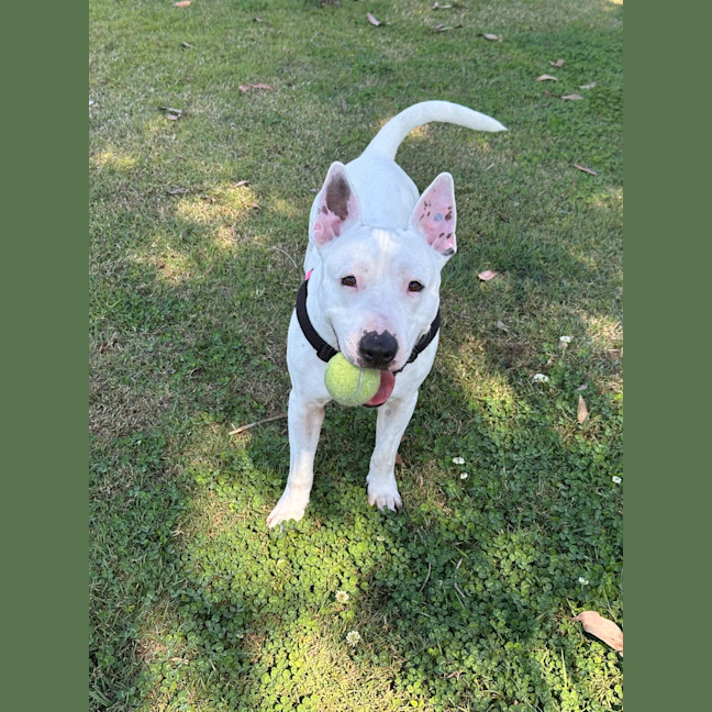 Photo of Dudley