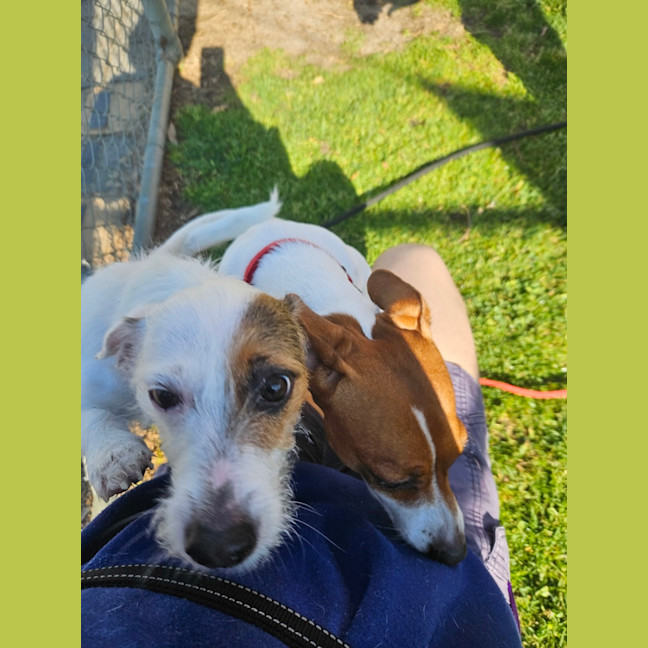 Photo of Patch